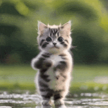 kucing